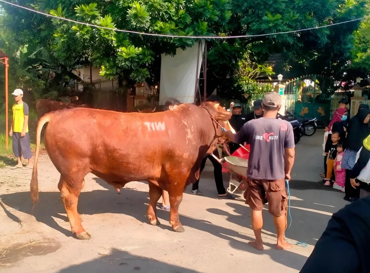 Masjid kompleks Amien Rais dapat kiriman Sapi Kurban Jumbo 1,1 Ton bertulis TIW