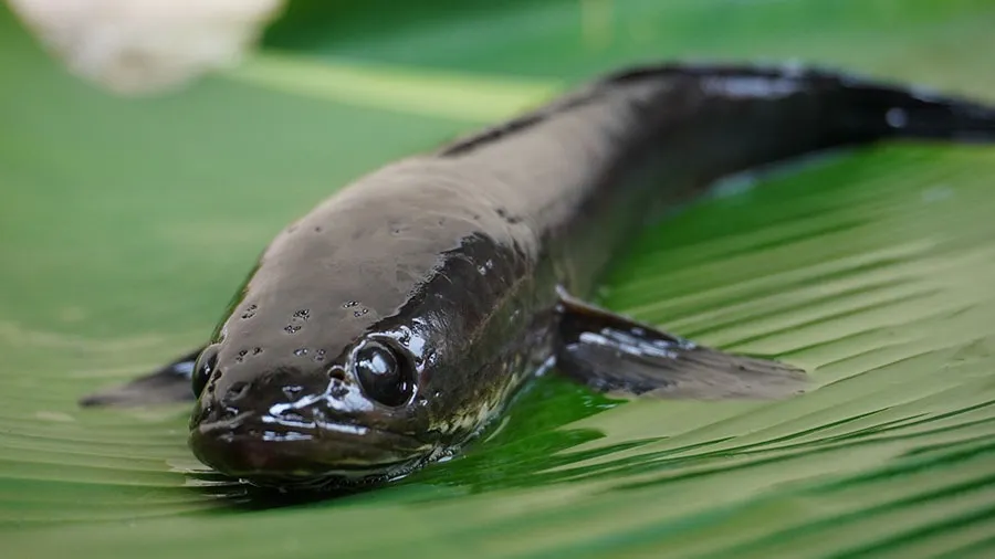 Tinggi Albumin dan Kaya Protein, Ikan Gabus Berpotensi Jadi Superfood Lokal